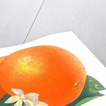 Orange blossoms and fruit by Anonymous