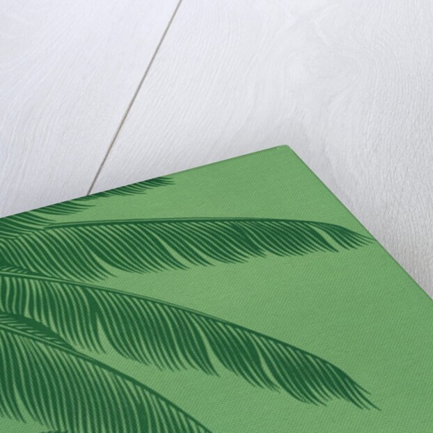 Palm fronds by Anonymous