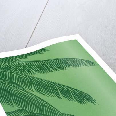 Palm fronds by Anonymous