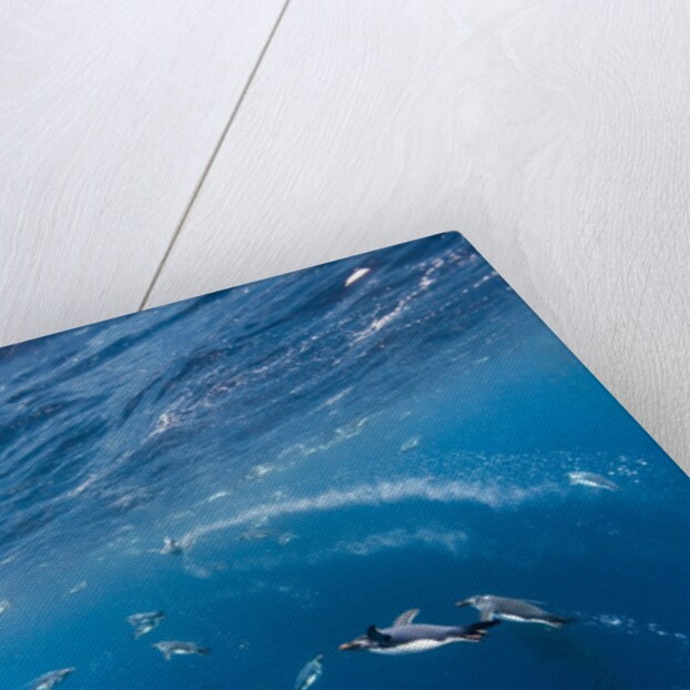 Macaroni Penguins in Diego Ramirez Islands, Chile by Anonymous