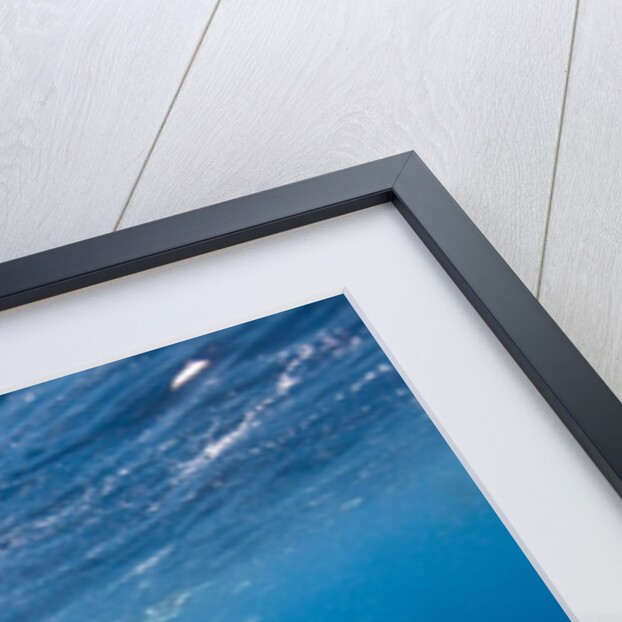 Macaroni Penguins in Diego Ramirez Islands, Chile by Anonymous