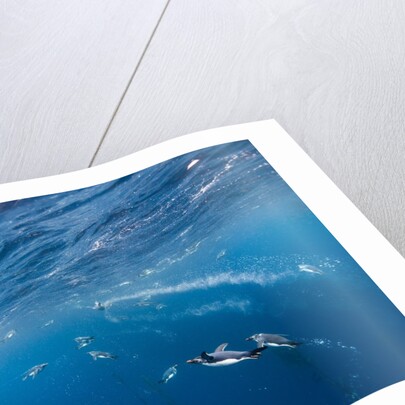 Macaroni Penguins in Diego Ramirez Islands, Chile by Anonymous