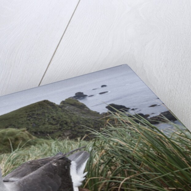 Gray-headed albatross on Diego Ramirez Islands, Chile by Anonymous