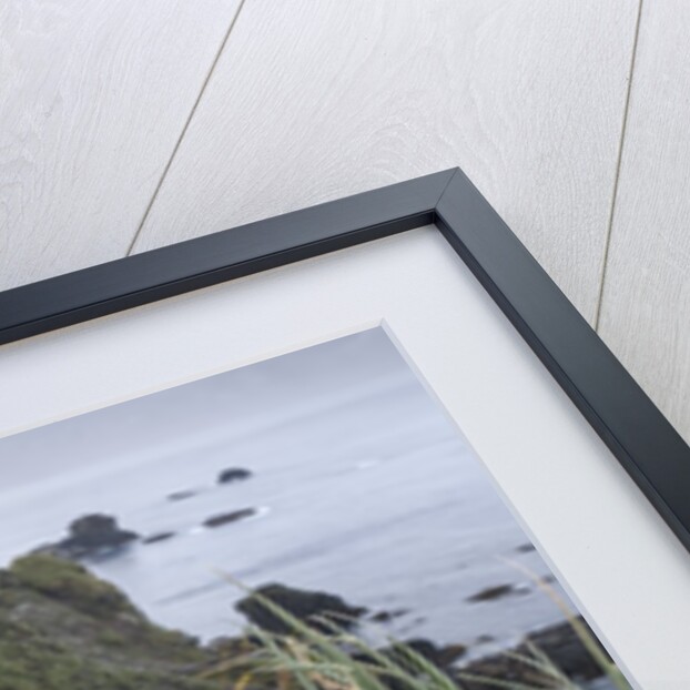 Gray-headed albatross on Diego Ramirez Islands, Chile by Anonymous