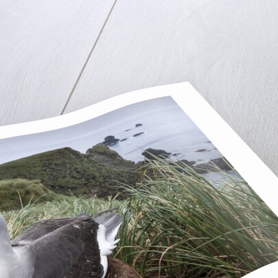 Gray-headed albatross on Diego Ramirez Islands, Chile by Anonymous