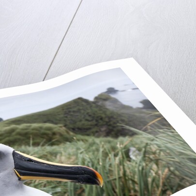Gray-headed albatross on Diego Ramirez Islands, Chile by Anonymous