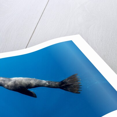 Southern Sea Lion in Diego Ramirez Islands, Chile by Anonymous