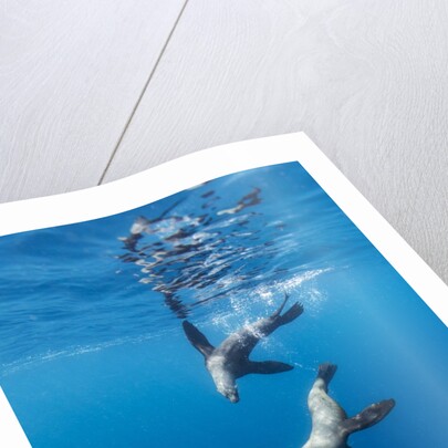 Southern Sea Lions, Diego Ramirez Islands, Chile by Anonymous
