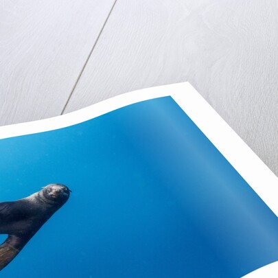 Southern Sea Lion in Diego Ramirez Islands, Chile by Anonymous