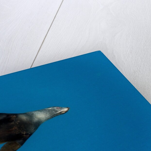 Southern Sea Lion in Diego Ramirez Islands, Chile by Anonymous