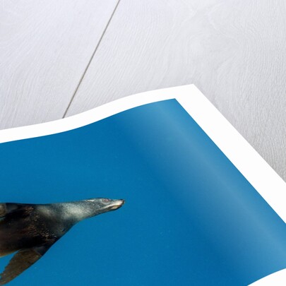 Southern Sea Lion in Diego Ramirez Islands, Chile by Anonymous