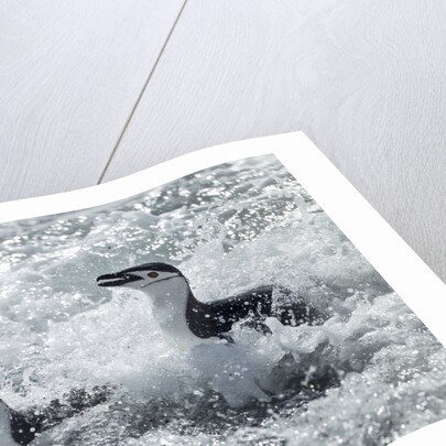 Chinstrap Penguins on Deception Island, Antarctica by Anonymous