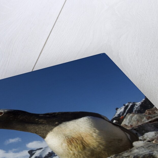 Gentoo penguin in Antarctica by Anonymous
