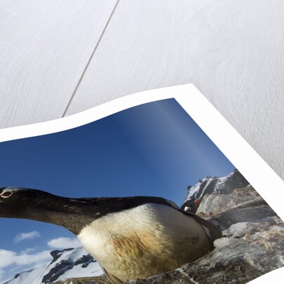Gentoo penguin in Antarctica by Anonymous