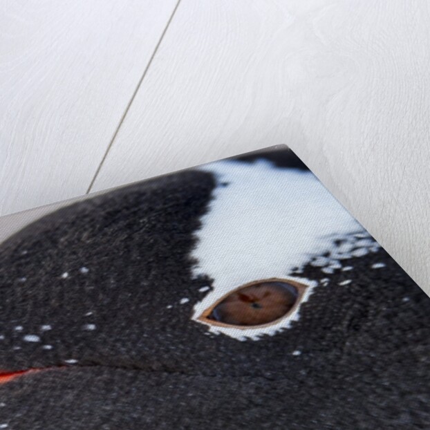 Gentoo penguin in Antarctica by Anonymous