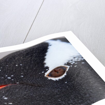 Gentoo penguin in Antarctica by Anonymous