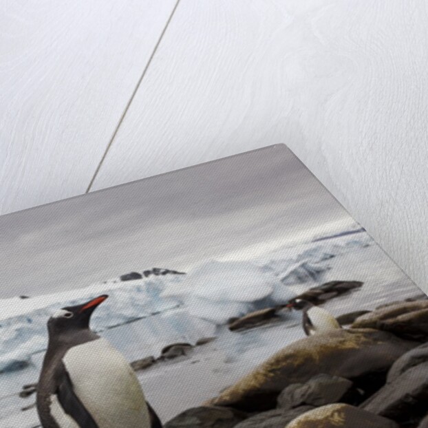 Gentoo penguin in Antarctica by Anonymous