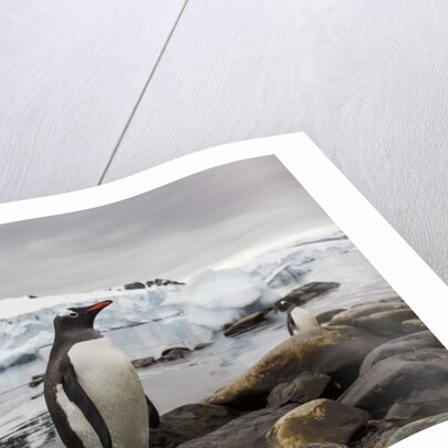 Gentoo penguin in Antarctica by Anonymous
