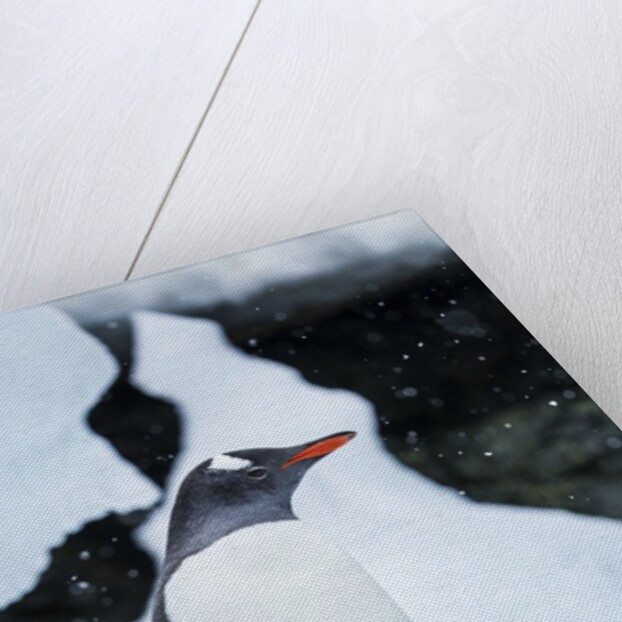 Gentoo penguin in Antarctica by Anonymous