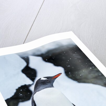 Gentoo penguin in Antarctica by Anonymous