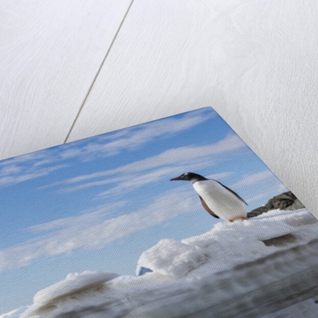 Gentoo penguin on Cuverville Island, Antarctica by Anonymous