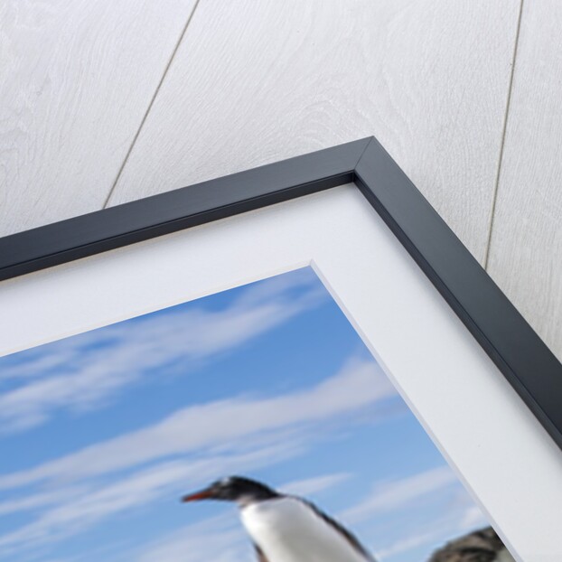 Gentoo penguin on Cuverville Island, Antarctica by Anonymous