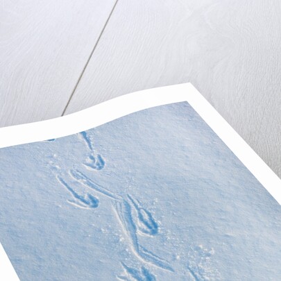 Gentoo penguin footprints on Anvers Island, Antarctica by Anonymous