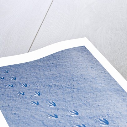 Gentoo penguin footprints on Anvers Island, Antarctica by Anonymous