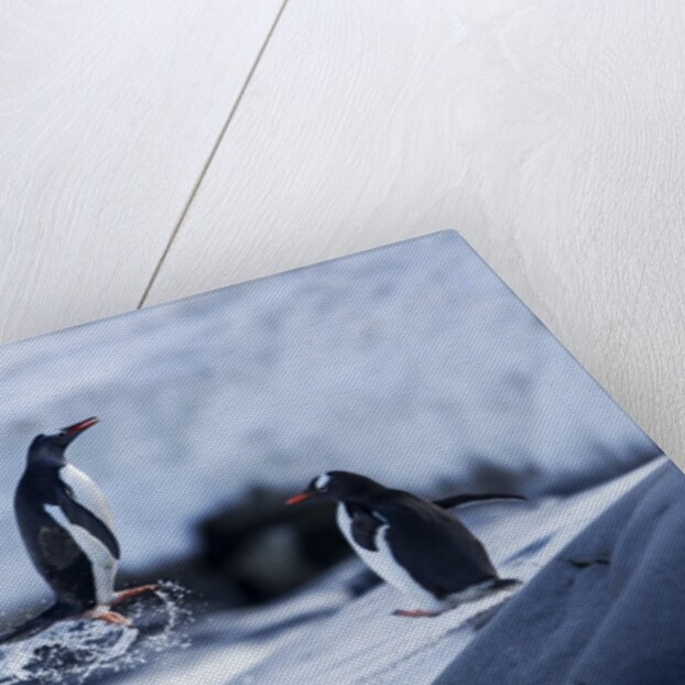 Leaping gentoo penguins on Wiencke Island, Antarctica by Anonymous