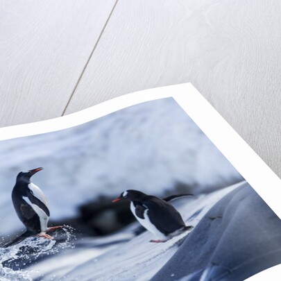 Leaping gentoo penguins on Wiencke Island, Antarctica by Anonymous