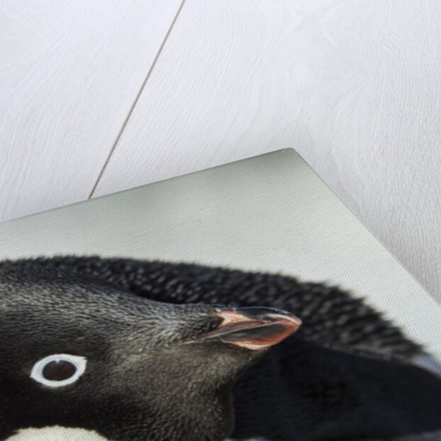 Gentoo penguin on Petermann Island, Antarctica by Anonymous
