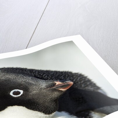 Gentoo penguin on Petermann Island, Antarctica by Anonymous
