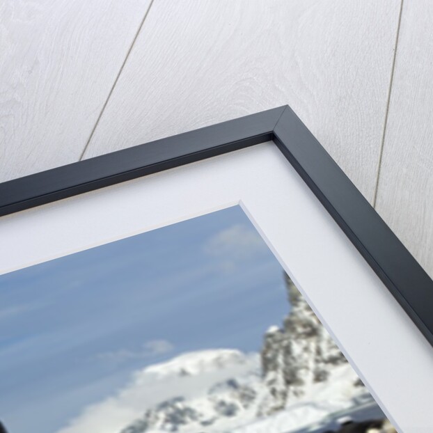 Adelie penguins on Petermann Island, Antarctica by Anonymous