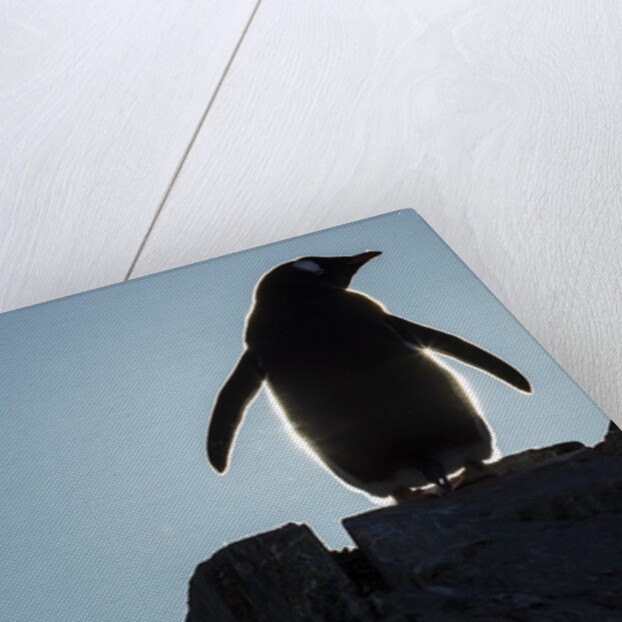 Gentoo penguin on Petermann Island, Antarctica by Anonymous
