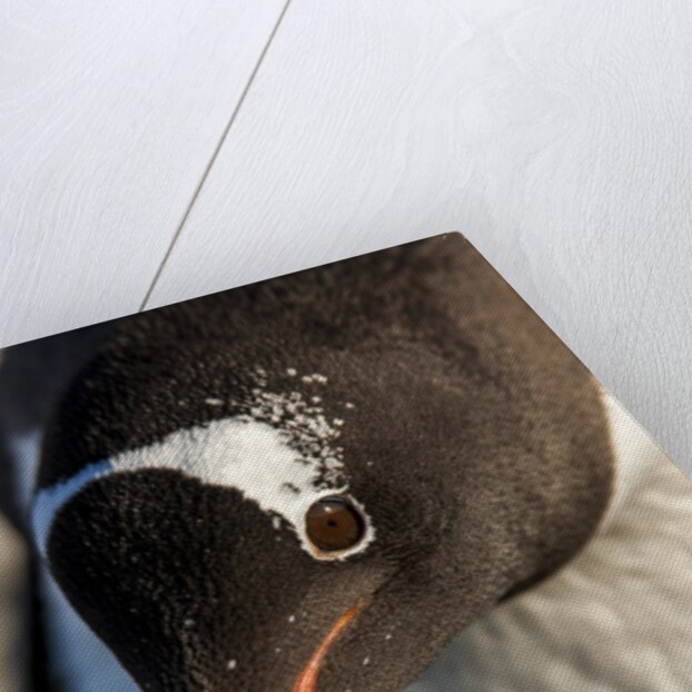 Gentoo penguin on Petermann Island, Antarctica by Anonymous