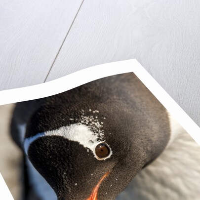 Gentoo penguin on Petermann Island, Antarctica by Anonymous