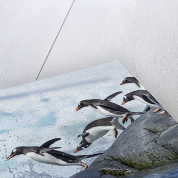Gentoo penguins on Petermann Island, Antarctica by Anonymous