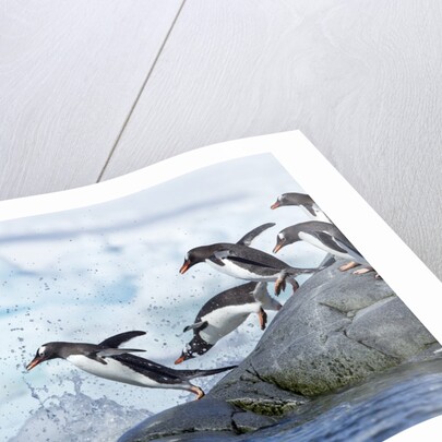 Gentoo penguins on Petermann Island, Antarctica by Anonymous