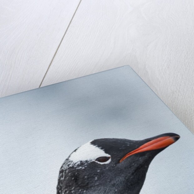 Gentoo penguin on Cuverville Island, Antarctica by Anonymous