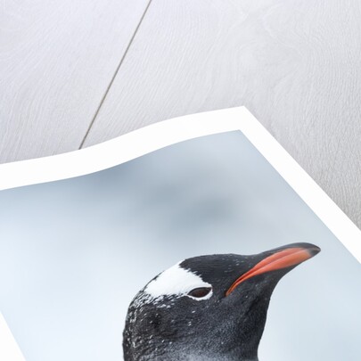 Gentoo penguin on Cuverville Island, Antarctica by Anonymous
