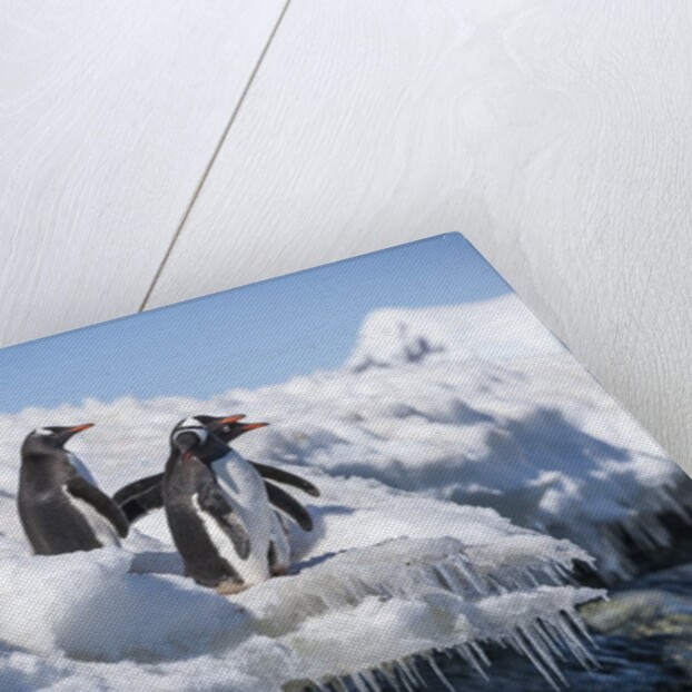 Gentoo penguins on Cuverville Island, Antarctica by Anonymous