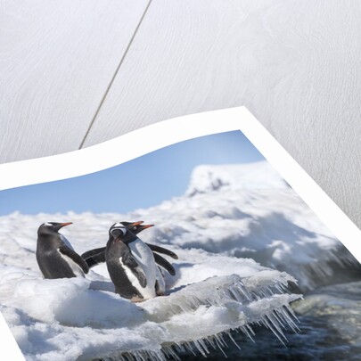 Gentoo penguins on Cuverville Island, Antarctica by Anonymous