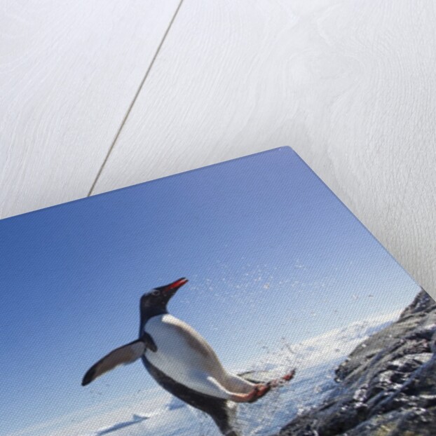 Gentoo penguin on Cuverville Island, Antarctica by Anonymous