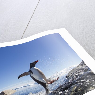 Gentoo penguin on Cuverville Island, Antarctica by Anonymous