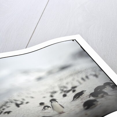 Chinstrap penguins, Antarctica by Anonymous