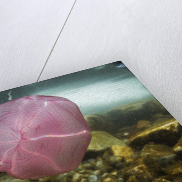 Underwater jellyfish in Cuverville Island, Antarctica by Anonymous