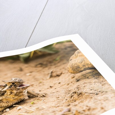 Texas Horned Lizard by Anonymous