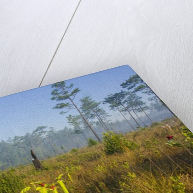 Pitcher Plant Bog and Pine forest by Anonymous