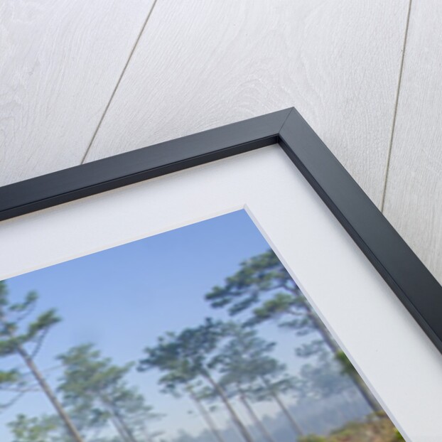 Pitcher Plant Bog and Pine forest by Anonymous