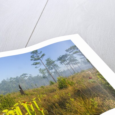 Pitcher Plant Bog and Pine forest by Anonymous